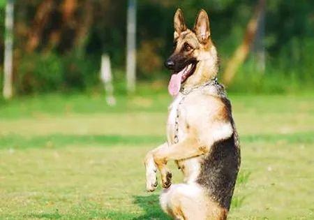 如何训练狗狗蹲下来(训练狗狗蹲下的正确方法)-艾拉养犬