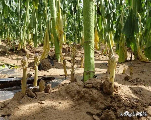 2020年博州农作物主要病虫草鼠害发生趋势长期预报6
