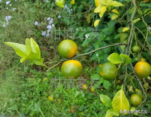 柑橘木虱防治工作要重视，果农分享五大防治要点