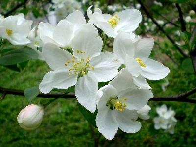 海棠花怎么养 海棠花怎么养（海棠花怎么养才长得好） 生活