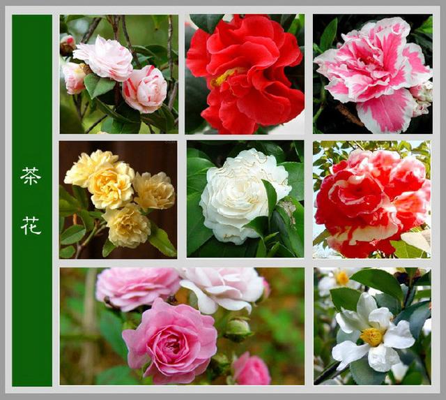 常见的花名字及图片,100种花名图册,收藏起来慢慢看,从此认花不求人?