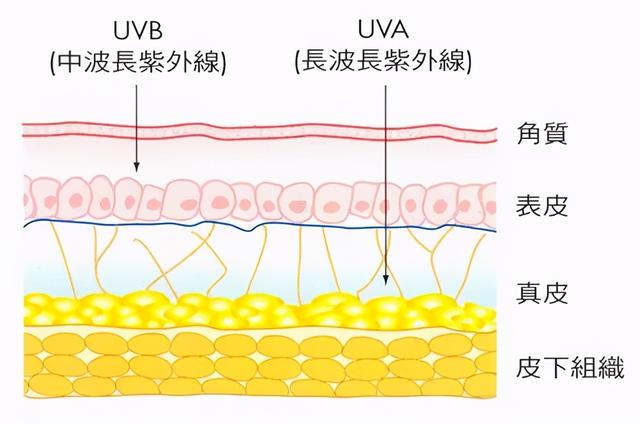 表皮中角化细胞为什么不透水