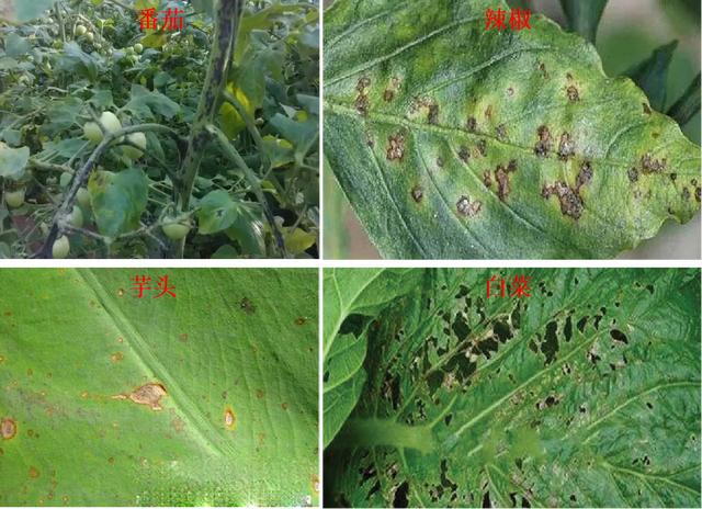 溃疡、软腐、青枯……多种细菌病害不好治？病要认准，药得选对