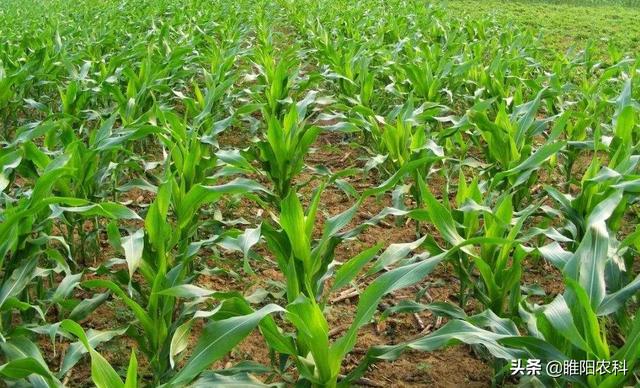 又一新型玉米田除草剂上市，苗期苗后通用、快速除草，三重除草