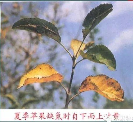 苹果树常见8种缺素症的表现及防治（图文版）4