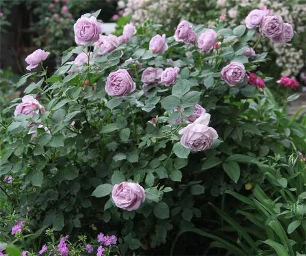 月季花的品种 月季花的品种（月季花的品种都有哪些） 生活