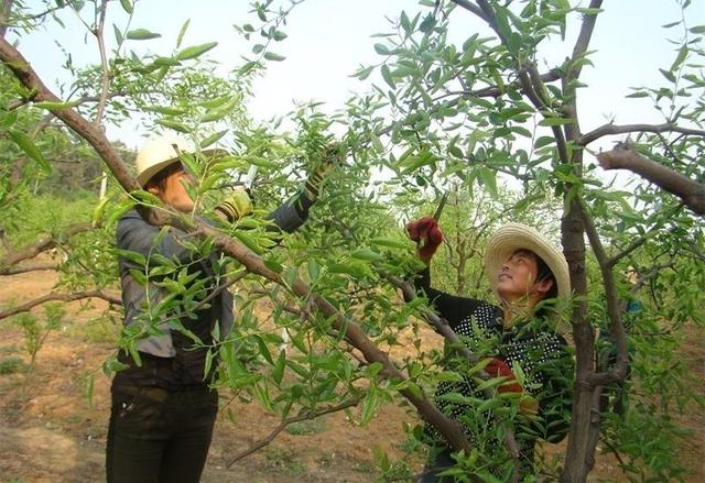 冬枣树产量低、徒长枝怎么办？做好摘心工作很重要3