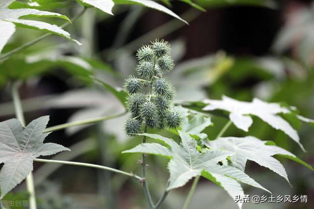 “地老虎”危害大防治难，用这个方法，当年就可根治