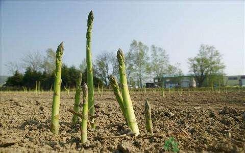 芦笋的种植技术分享，从选种到病虫害防治3