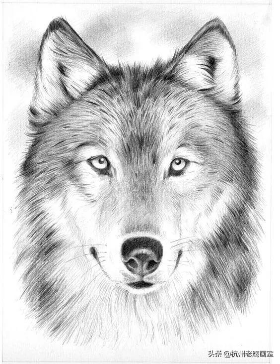 素描狗狗的画怎么画(老虎素描100幅画)-艾拉养犬