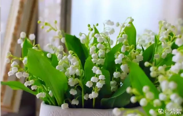 铃兰花 铃兰花（铃兰花钩针教程） 生活