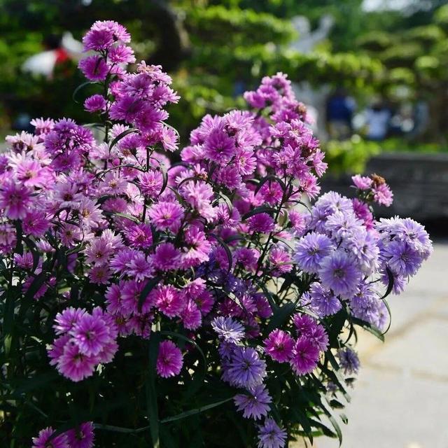 10月开什么花