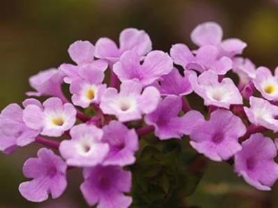 给花浇水