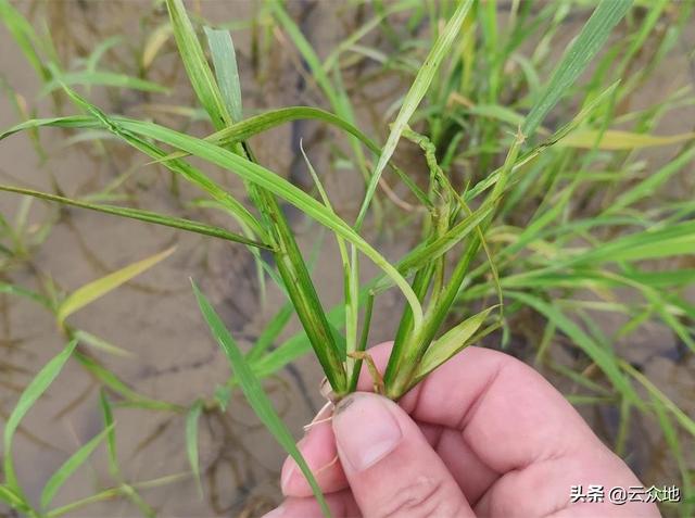 水稻除草需慎重，不同水稻品种对除草剂的耐药性存在较大差异