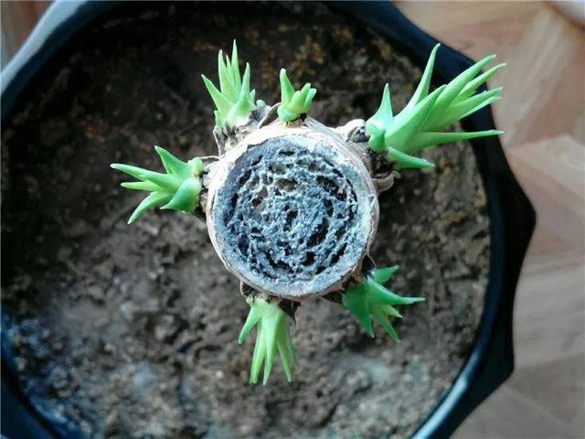能磨芝麻核桃破碎机