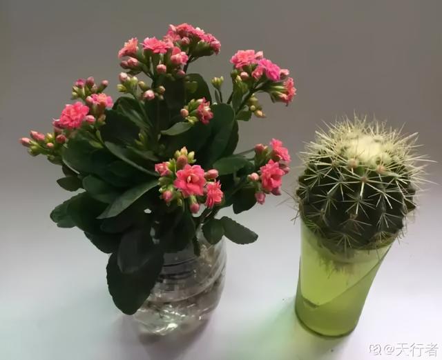 碰碰香有毒吗 碰碰香有毒吗（植物碰碰香有毒吗） 生活
