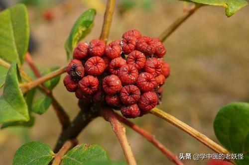 每日一中药——吴茱萸