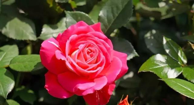 [云端七彩云微信步数修改]，一个媳妇写给婆婆的一封信