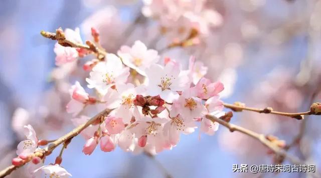 桃花流水是什么生肖 桃花流水是什么生肖（桃花流水是什么生肖动物） 生活