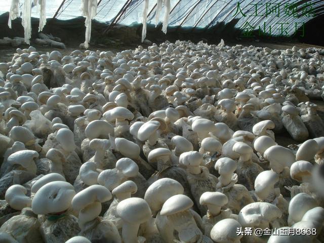 阿魏菇