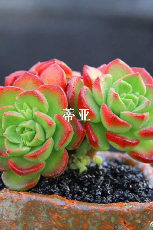 肉肉植物图片 肉肉植物图片（多肉植物图片及简介） 生活