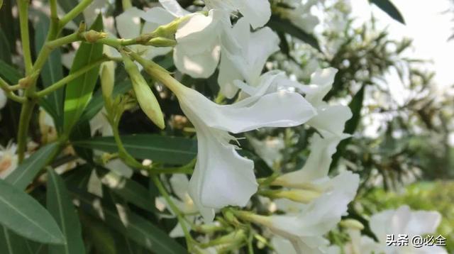 北方宿根花卉 北方宿根花卉（北方宿根花卉有哪些种类） 生活