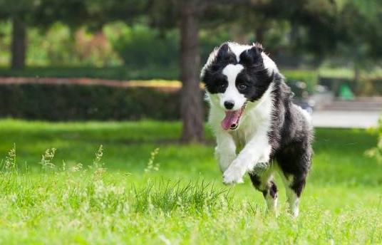 边境牧羊犬怎么训练