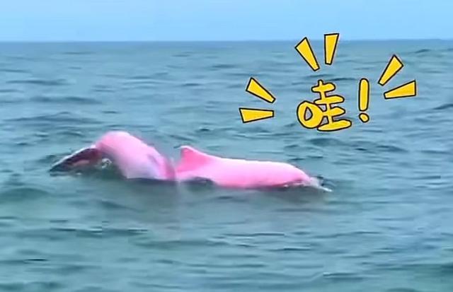 海豚都比你粉这张图(海豚都比你粉gif表情包)-天晟网