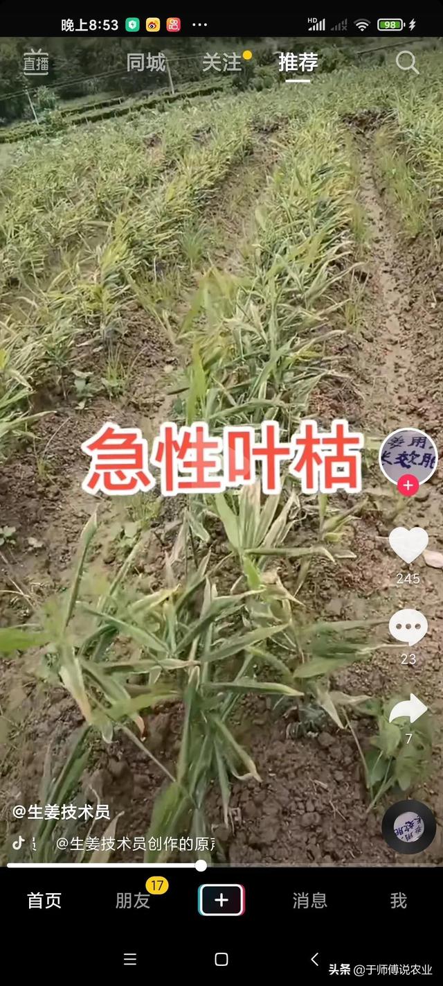 大姜黄叶是由多少种原因引起的呢？3