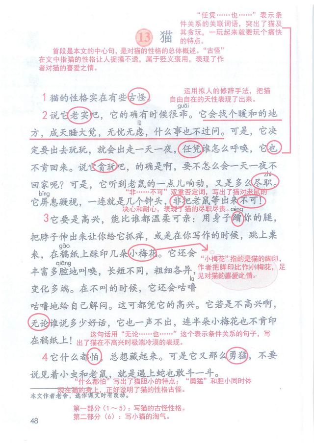 猫课文四年级下册语文第13课猫课堂笔记