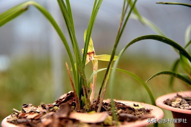 如何有效防治兰花病虫害？2019年刚刚开始，现在知道还不晚7