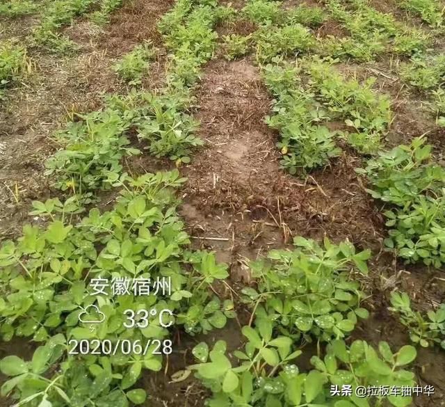 花生、大豆田香附子、马泡瓜如何防除4