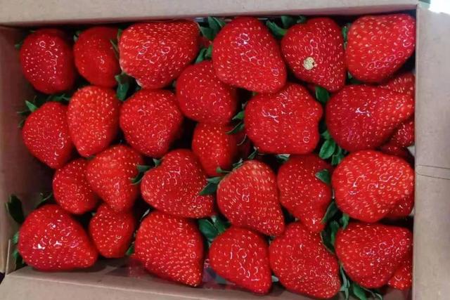 冬天的第一颗草莓文案，这个冬天的第一颗草莓？