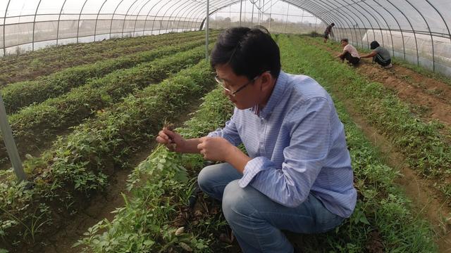 种地为啥一定要用除草剂？农户的做法告诉你，很无奈