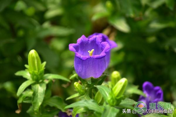 风铃草的花语