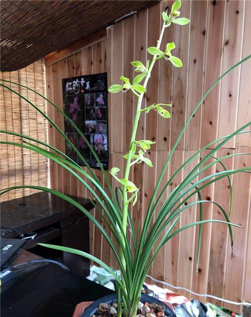 蕙兰五个必养品种(蕙兰五个必养品种是什么)