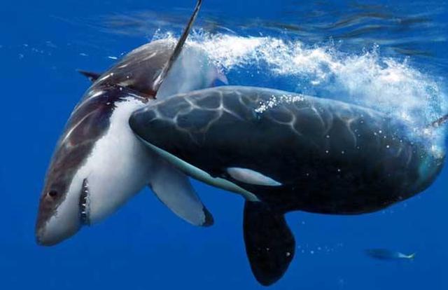 海豚的克星海豚的拼音是怎么写的