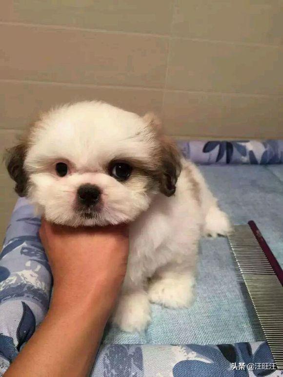 十种最适合家里养的犬西施犬（狗狗界的颜值扛把子）(3)