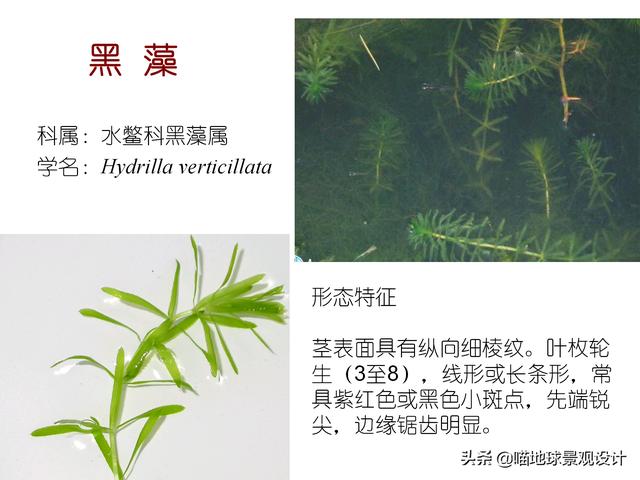 常见水生植物 常见水生植物（珠江口常见水生植物） 生活