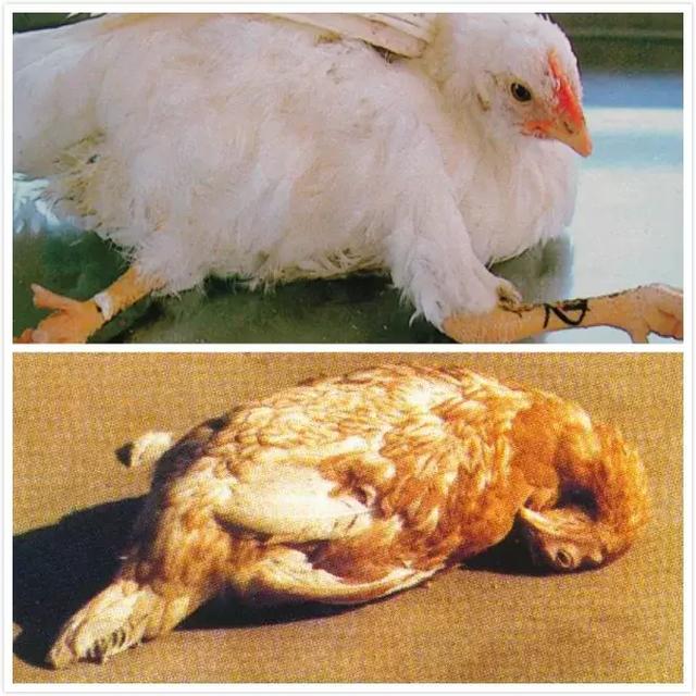 鸡皮肤是绝症么