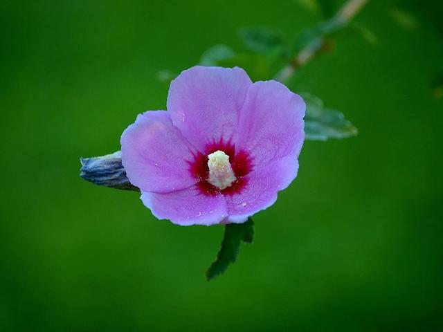 木槿花 渐渐凋零于这个初秋的早晨 全网搜