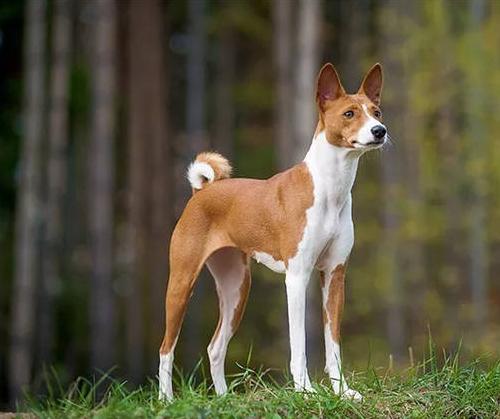 巴仙吉犬