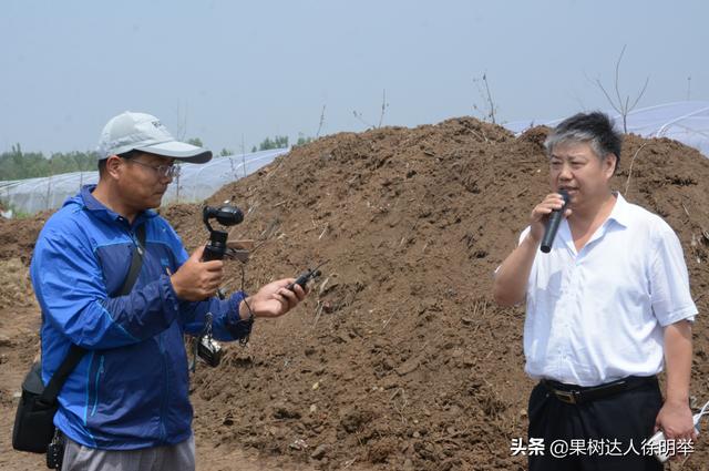 各地桃树鲜花盛开后，正是桃蚜开始一年猖狂时，怎么办5