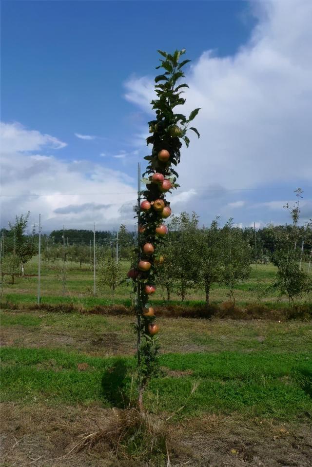 柱状苹果