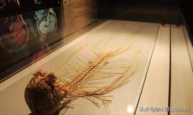 经络到底是什么