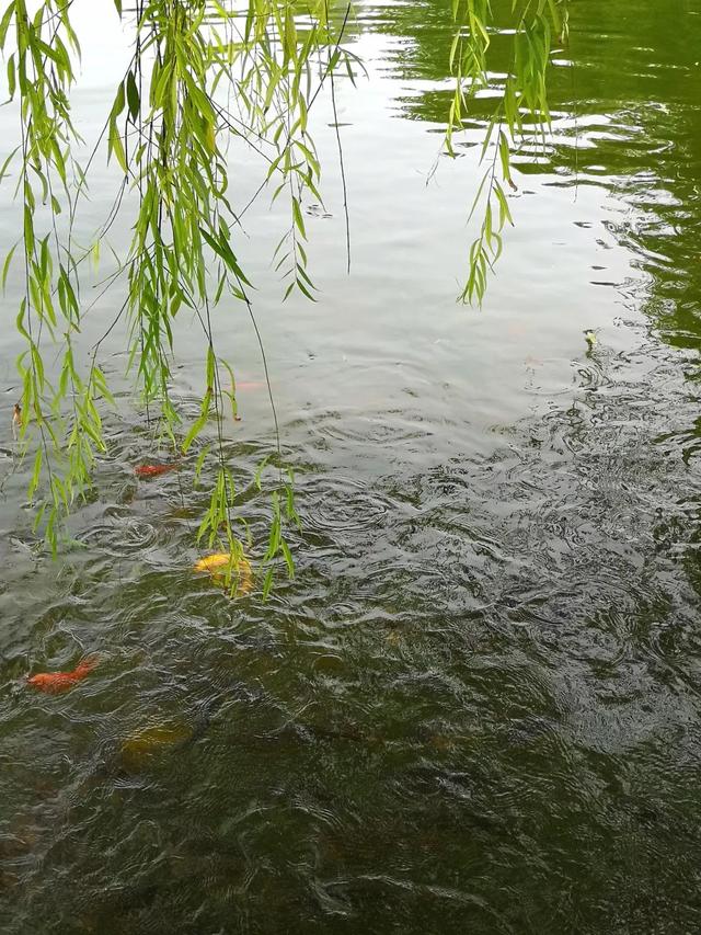 戴胜鸟的叫了会死人