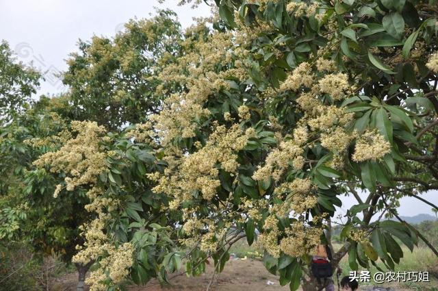 荔枝盛花期为什么不宜使用杀虫剂？5