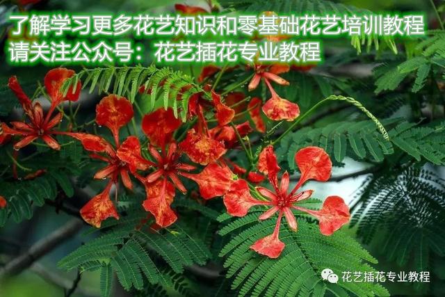 凤凰花花语