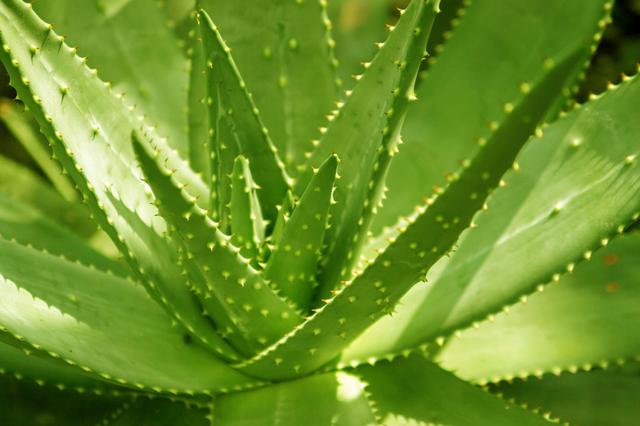 新鲜芦荟涂脸正确方法