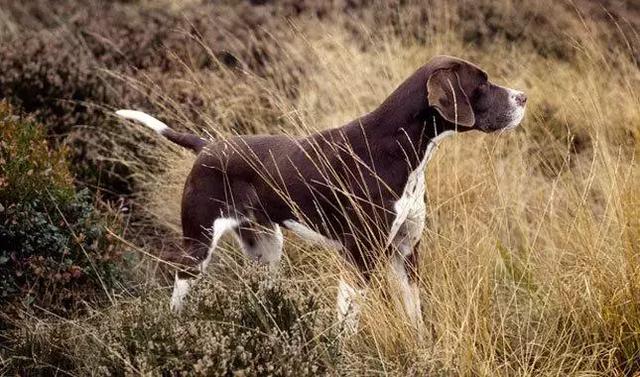 猎犬品种 猎犬品种（世界优秀猎犬十大排名） 动物
